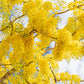 15 GOLDEN SHOWER TREE Gold Rush Yellow Cassia Fistula Flower Seeds