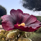 25 BURGUNDY RED HOLLYHOCK Alcea Rosea Flower Seeds Perennial