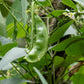 50 White DIXIE LIMA BEAN Butterpea Phaseolus Vulgaris Vegetable Seeds