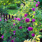 5 PURPLE ROSE Rosa Floribunda Bush Shrub Perennial Flower Seeds