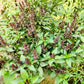 1000 LICORICE BASIL Ocimum Basilicum HERB Flower Seeds