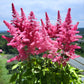 100 PINK MIX ASTILBE (False Spirea / False Goats Beard) Astilbe Chinensis Flower Seeds