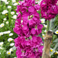 50 Rose PINK STOCK Matthiola Incana Ten-Week Gillyflower Seeds
