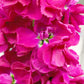 50 Rose PINK STOCK Matthiola Incana Ten-Week Gillyflower Seeds