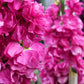 50 Rose PINK STOCK Matthiola Incana Ten-Week Gillyflower Seeds