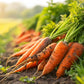 1500 LITTLE FINGERS CARROT Daucus Carota Vegetable Seeds
