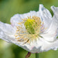 250 PERSIAN WHITE POPPY Papaver Somniferum Flower Seeds