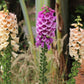 1000 Seeds MIXED FOXGLOVE Digitalis Purpurea Flower Seeds