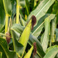60 YELLOW CORN ' Early Xtra Sweet ' Zea Mays Vegetable Seeds