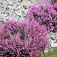 100 Scotch TRUE HEATHER Shrub Scot's Purple Pink Flower Calluna Vulgaris Seeds