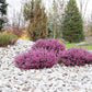 100 Scotch TRUE HEATHER Shrub Scot's Purple Pink Flower Calluna Vulgaris Seeds