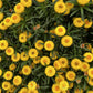 50 YELLOW DOUBLE STRAWFLOWER  Xerochrysum Bracteatum Helichrysum Flower Seeds