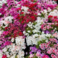 500 MIXED COLORS GODETIA Clarkia Amoena Flower Seeds