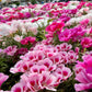 500 MIXED COLORS GODETIA Clarkia Amoena Flower Seeds