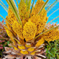 5 MEDITERRANEAN FAN PALM European Dwarf Tree Shrub Chamaerops Humilis Seeds