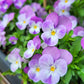 50 Light JOHNNY JUMP UP Viola Tricolor Violet Flower Seeds