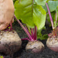 75 Giant Red BEET Mangelwurzel Mangel Mangold Wurzel Mammoth Long Beta Vulgaris Seeds