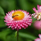 50 PINK DOUBLE STRAWFLOWER Helichrysum  Xerochrysum Bracteatum Flower Seeds