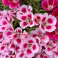 500 DOUBLE DEUCES GODETIA Grandiflora Clarkia Amoena Mixed Colors & Bicolor Flower Seeds
