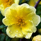 10 Golden Yellow FATHER HUGO ROSE Rosa Hugonis Flower Bush Shrub Seeds