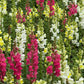 2000 SNAPDRAGON CORONA MIX Antirrhinum Majus Flower Seeds