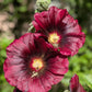25 BURGUNDY RED HOLLYHOCK Alcea Rosea Flower Seeds Perennial