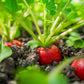 2000 CRIMSON GIANT RADISH Raphanus Sativus Vegetable Seeds