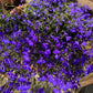 200 CRYSTAL PALACE LOBELIA Regatta Purple Blue Lobelia Erinus Flower Seeds