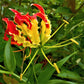10 RED GLORIOSA LILY Flame Lily Gloriosa Superba Red & Yellow Flower Vine Seeds