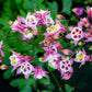 100 MIXED EUROPEAN COLUMBINE Aquilegia Flower Seeds