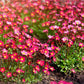 50 ROSE ROBE SAXIFRAGA Arendsii Mossy Rockfoil Evergreen Flower Seeds