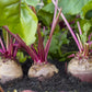 250 EARLY WONDER BEET Beta Vulgaris Vegetable Seeds