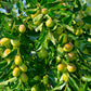 20 RED Chinese DATE TREE Edible Fruit Jujube Ziziphus Jujuba Yellow Flower Seeds