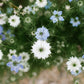 400 Blue & White LOVE IN A MIST Nigella Damascena Fennel Flower Seeds