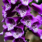 1000 PURPLE FOXGLOVE Digitalis Purpurea Flower Seeds