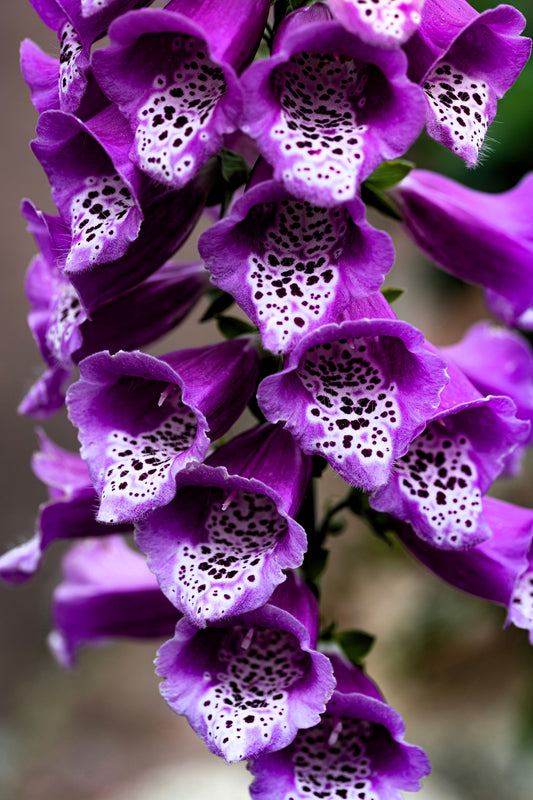 1000 PURPLE FOXGLOVE Digitalis Purpurea Flower Seeds