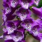 1000 PINK & PURPLE Mix FOXGLOVE Digitalis Flower Seeds