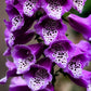 1000 FOXGLOVE EXCELSIOR MIX Digitalis Purpurea Mixed Colors Flower Seeds