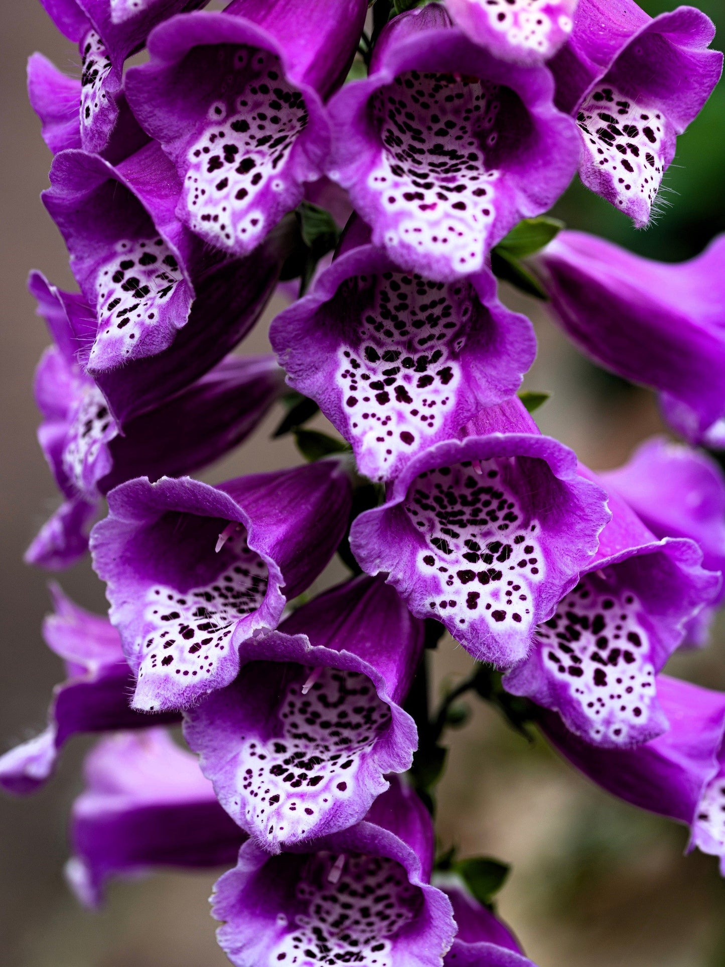 1000 FOXGLOVE EXCELSIOR MIX Digitalis Purpurea Mixed Colors Flower Seeds