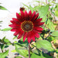 25 RED SUN SUNFLOWER Helianthus Annuus Flower Seeds