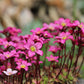 50 ROSE ROBE SAXIFRAGA Arendsii Mossy Rockfoil Evergreen Flower Seeds
