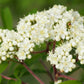20 ASH TREE Mountain / Amur / Rowan - Sorbus Aucuparia Seeds