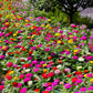 200 Mixed Colors ZINNIA POMPON Zinnia Elegans Flower Seeds