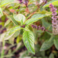 1000 LICORICE BASIL Ocimum Basilicum HERB Flower Seeds