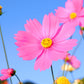 350 COSMOS SENSATION MIX Mixed Colors Cosmos Bipinnatus Flower Seeds