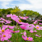 200 TALL PINK COSMOS Bipinnatus Flower Seeds