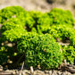 1000 MOSS CURLED PARSLEY Petroselinum Crispum Herb Vegetable Flower Seeds