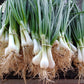 500 SOUTHPORT White Globe BUNCHING ONION Allium Cepa Vegetable Seeds