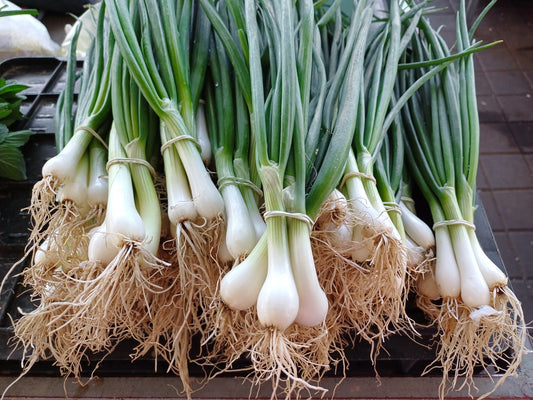 500 SOUTHPORT White Globe BUNCHING ONION Allium Cepa Vegetable Seeds