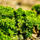 1000 MOSS CURLED PARSLEY Petroselinum Crispum Herb Vegetable Flower Seeds
